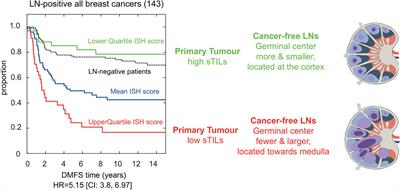 Immune Crosstalk Between Lymph Nodes and Breast Carcinomas, With a Focus on B Cells